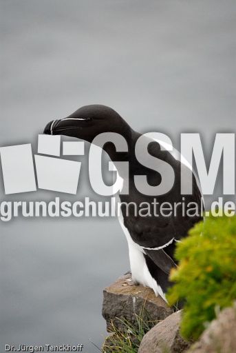 Tordalk (11 von 11).jpg